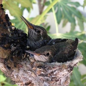 Meet your Posher, Gohar